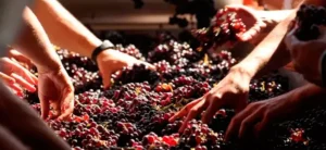 Sustentabilidade da vinha ao Vinho