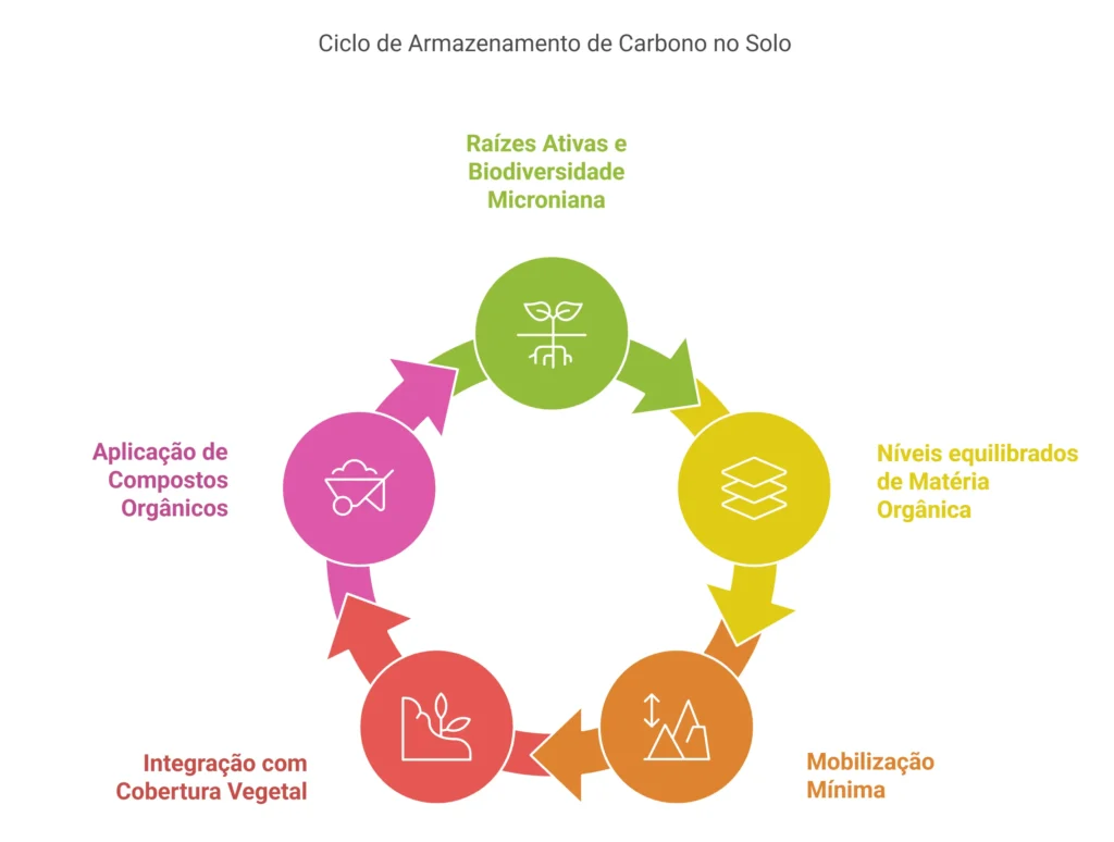 Ciclo de Armazenamento de Carbono no Solo