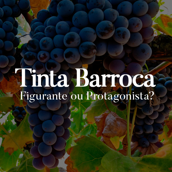 Tinta Barroca uma casta autóctone da Região do Douro