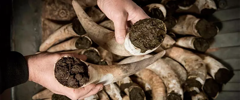 Viticultura Biodinâmica