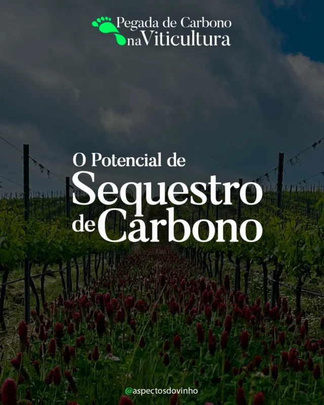 🌱 Sabia que um vinhedo bem manejado pode capturar até 12 Mg de CO₂ por hectare por ano?

No segundo artigo da série Pegada de Carbono na Viticultura, mostramos como práticas regenerativas — como cobertura vegetal, compostagem e manejo sem revolvimento — transformam os vinhedos em verdadeiros sumidouros de carbono.

🍇 Conteúdo valioso para profissionais do vinho, agrônomos, enólogos, gestores ambientais e todos que atuam no setor agroalimentar.

👉 Leia o artigo completo: aspectosdovinho.com

Foto: @goreti_fonseca

#CarbonoNaViticultura #ViticulturaRegenerativa #SequestroDeCarbono #GestãoAmbiental #Sustentabilidade #AspectosDoVinho #Agroecologia #VinhoESustentabilidade
